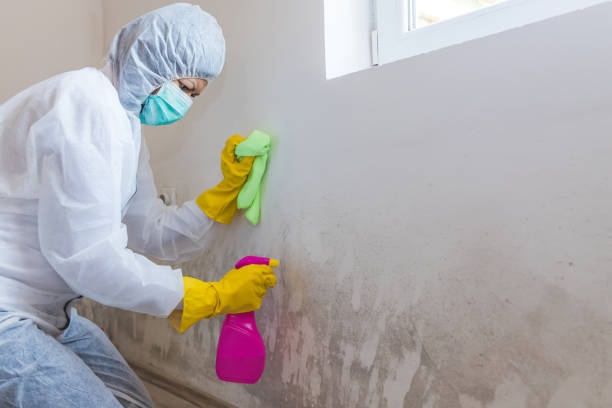 Best Water Damage & Mold Remediation  in Laurens, SC